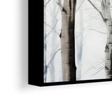 Birches in winter