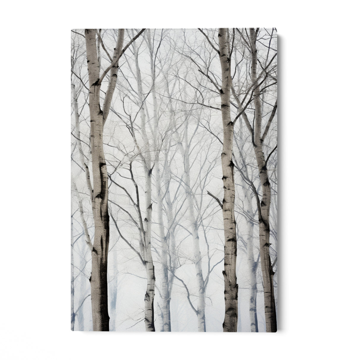 Birches in winter