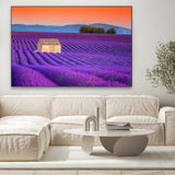 Campi di Lavanda, Valensole - CupidoDesign