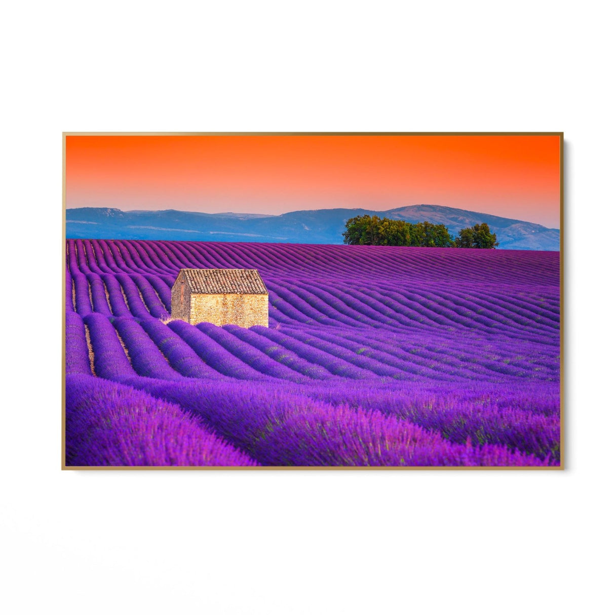 Campi di Lavanda, Valensole - CupidoDesign