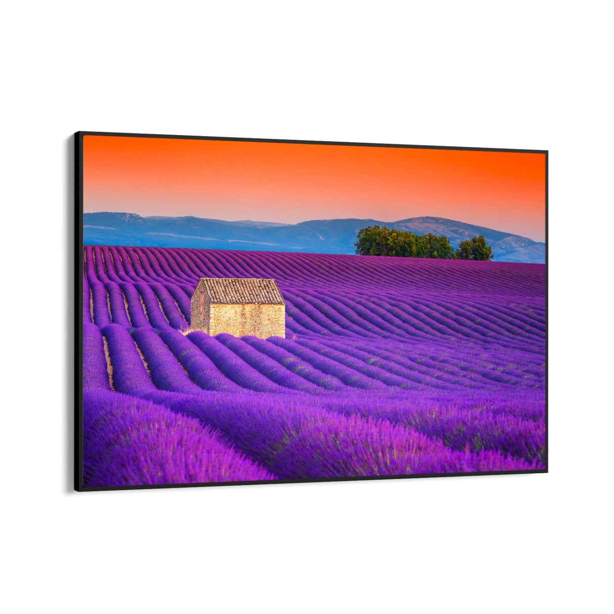 Campi di Lavanda, Valensole - CupidoDesign