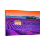 Campi di Lavanda, Valensole - CupidoDesign