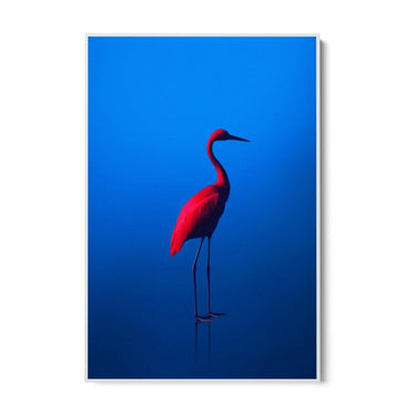 Rosso Blu - CupidoDesign