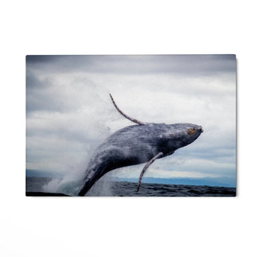 Quadro Stampa su Tela Volo Marino - CupidoDesign