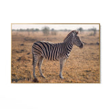 Zebra Maestosa - CupidoDesign